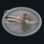 beaver oval belt buckle<br><div class="desc">beaver swimming and working, razor sharp and clear image using large file size... Using amazing, unique, and high-quality images of wildlife and nature, WorldDesign is dedicated to creating fun and beautiful products for people to enjoy, share, and promote as gifts. We are a Zazzle Elite ProSeller and own the copyright...</div>