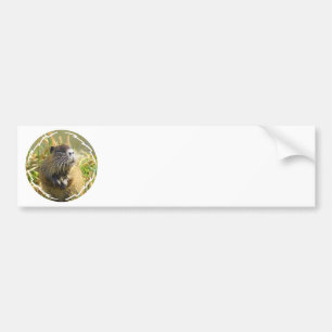 Beaver Photo Bumper Sticker