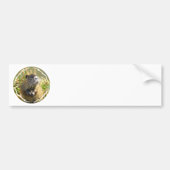 Beaver Photo Bumper Sticker (Front)