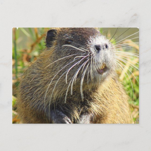 Beaver Photo Postcard (Front)