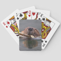 beaver