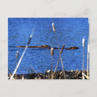 Beaver Postcard