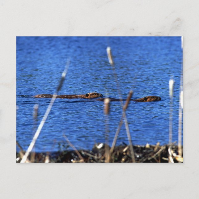 Beaver Postcard (Front)