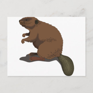 Beaver Postcard