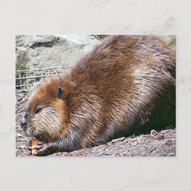 Beaver Postcard (Front)
