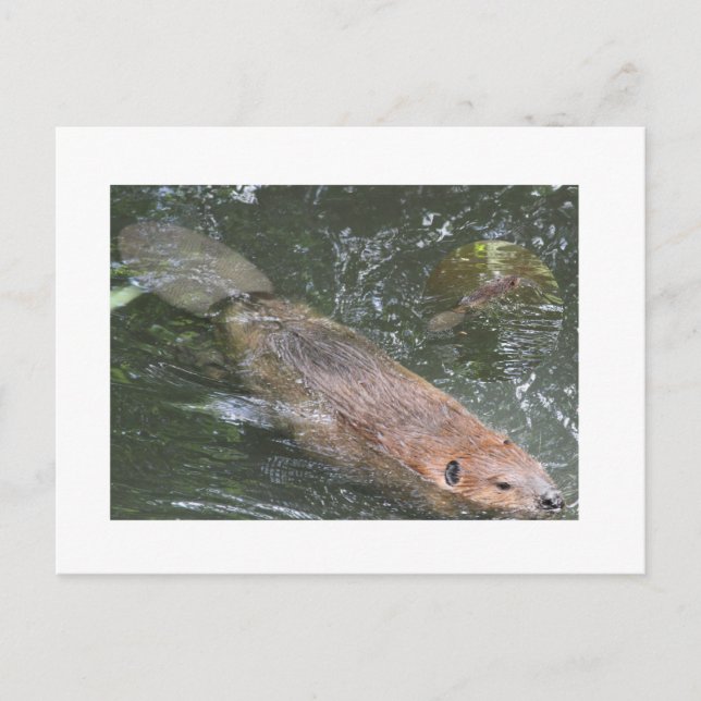 Beaver PostCard (Front)