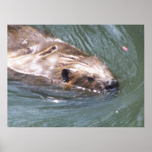 Beaver poster