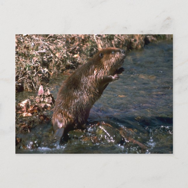 Beaver standing erect postcard (Front)