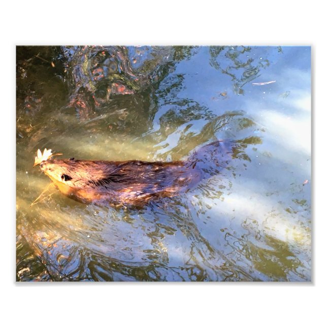 Beaver swimming photo print (Front)