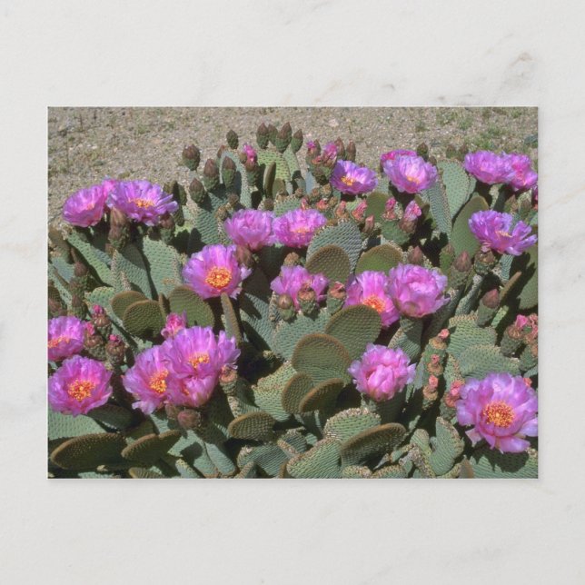 Beaver Tail Cacti Postcard (Front)