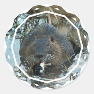 Beavers Habitat Stickers