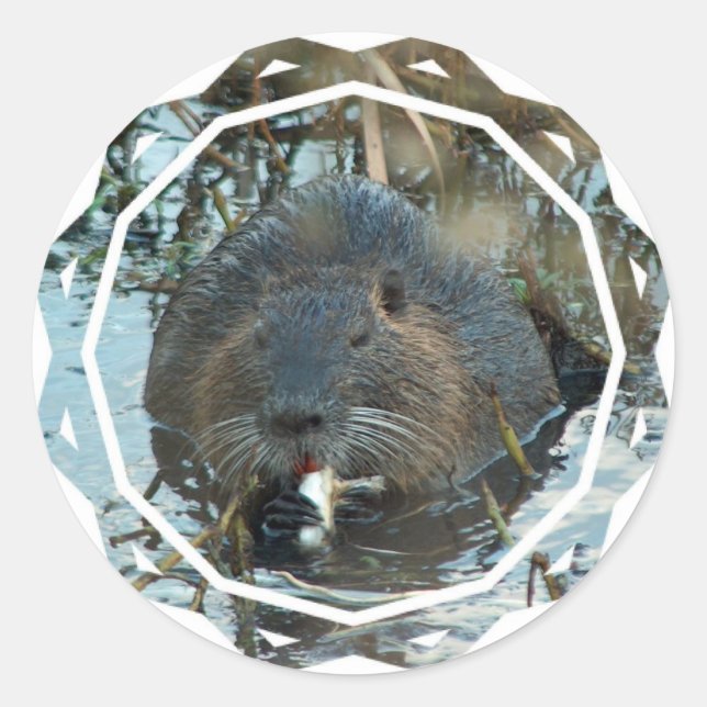Beavers Habitat Stickers (Front)