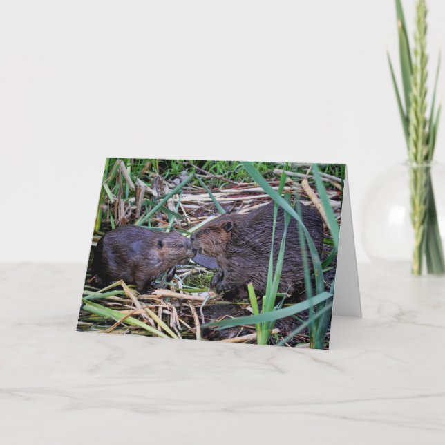 Beavers Kissing Photo Card (Front)