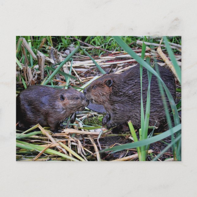 Beavers Kissing Photo Postcard (Front)