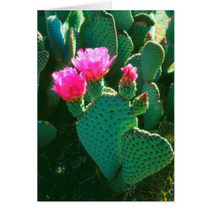 Beavertail Cactus Flowers