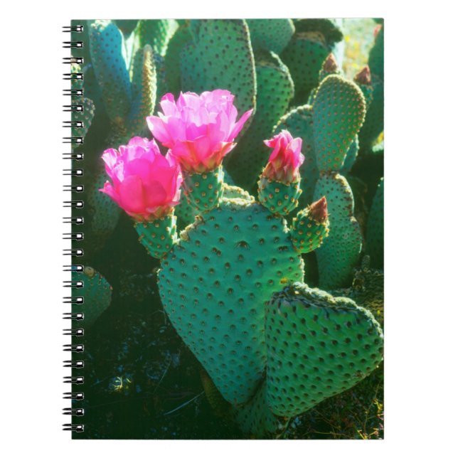 Beavertail Cactus Flowers Notebook (Front)
