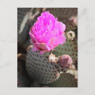 Beavertail Cactus Postcard