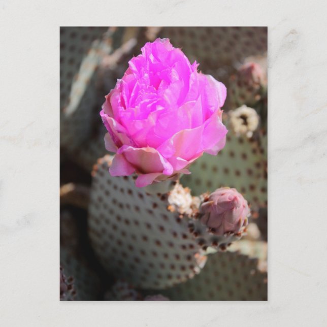 Beavertail Cactus Postcard (Front)