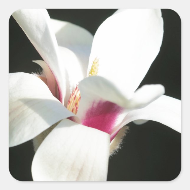 Becoming Square Sticker (Front)