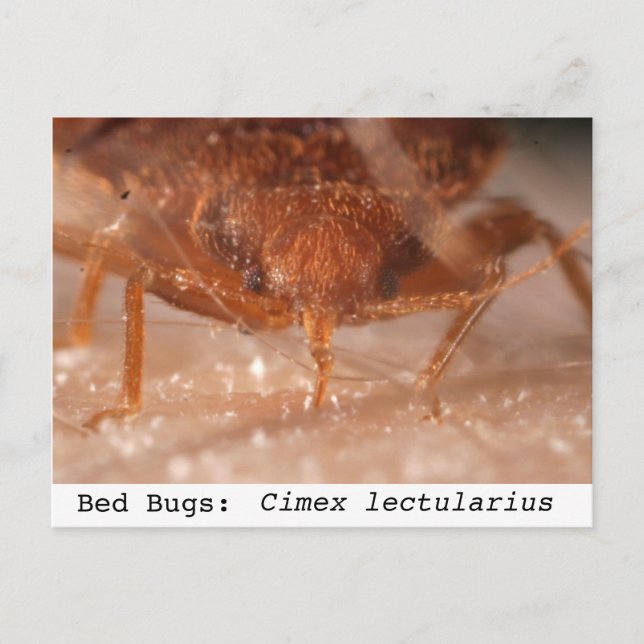 Bed Bugs: Cimex lectularius Postcard (Front)