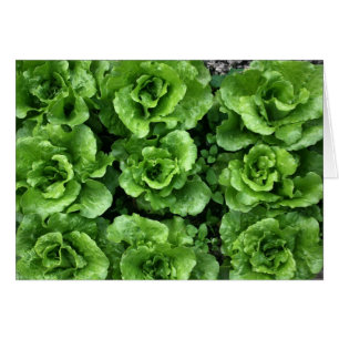 Bed of lettuce