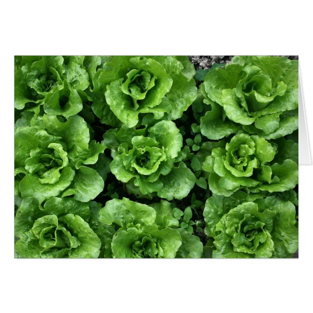 Bed of lettuce (Front Horizontal)