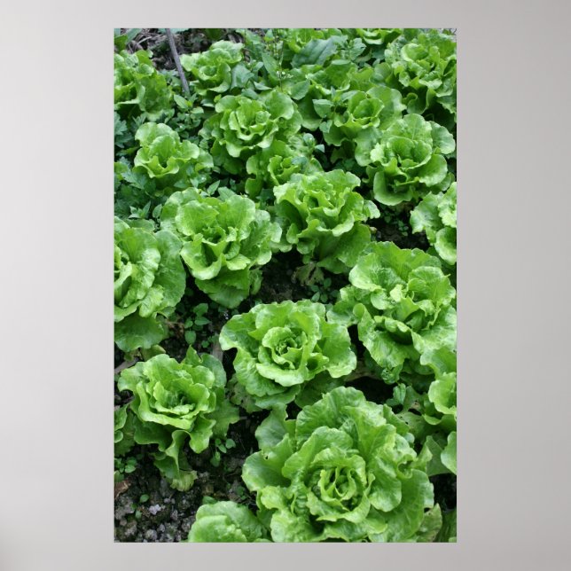 Bed of lettuce poster (Front)