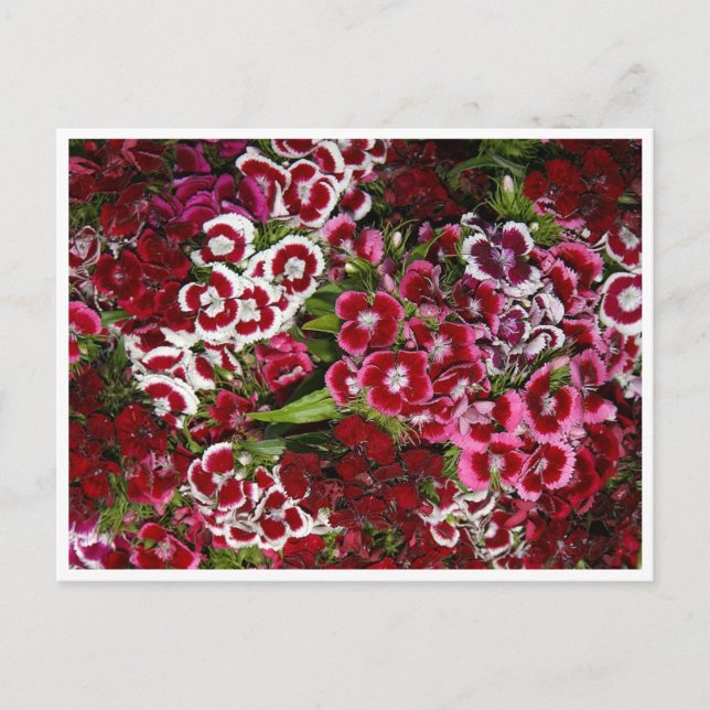 Bed of Pink Dianthus Postcard (Front)