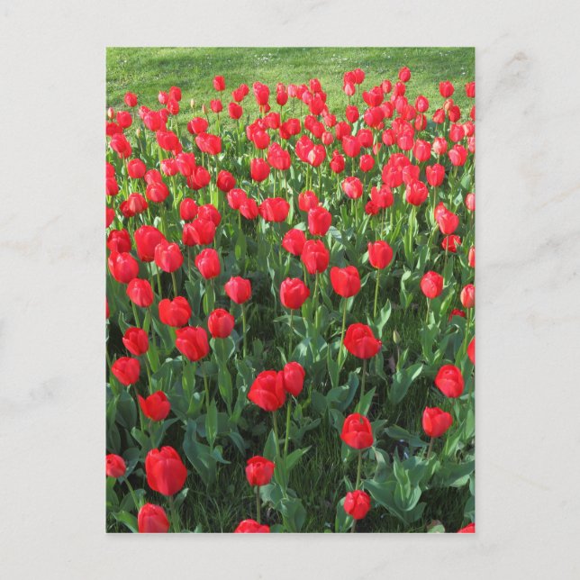 Bed of Red Tulips 01 Postcard (Front)