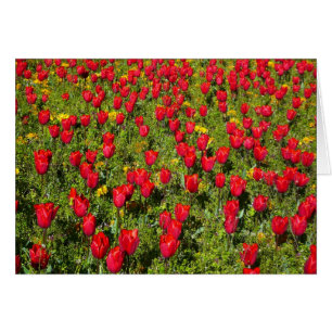 Bed of Tulips