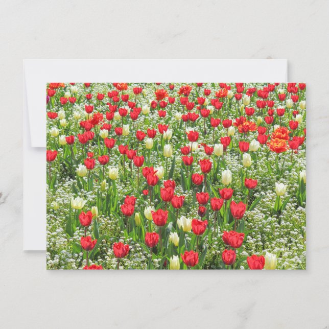 Bed of Tulips, Gorsedd Gardens, Cardiff, Wales. Card (Front)