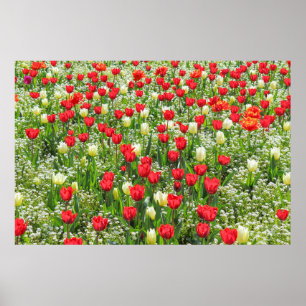 Bed of Tulips, Gorsedd Gardens, Cardiff, Wales. Poster