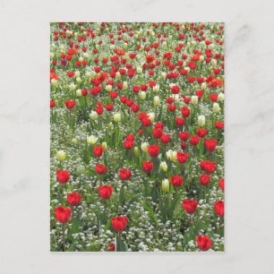 Bed of Tulips Postcard
