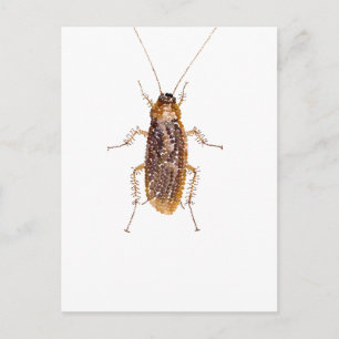 BEDAZZLED ROACH POSTCARD