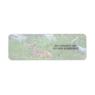 Bedded Buck