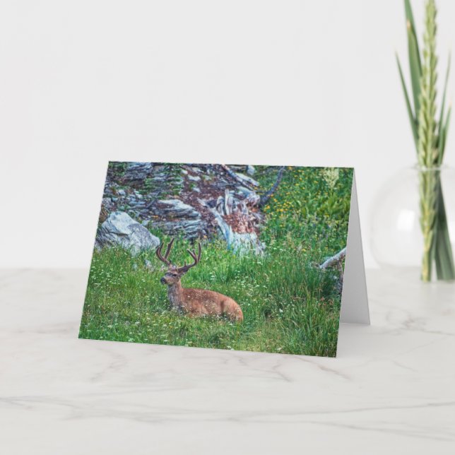 Bedded Buck Card (Front)