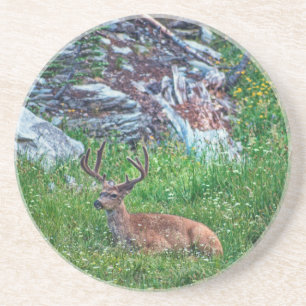 Bedded Buck Coaster
