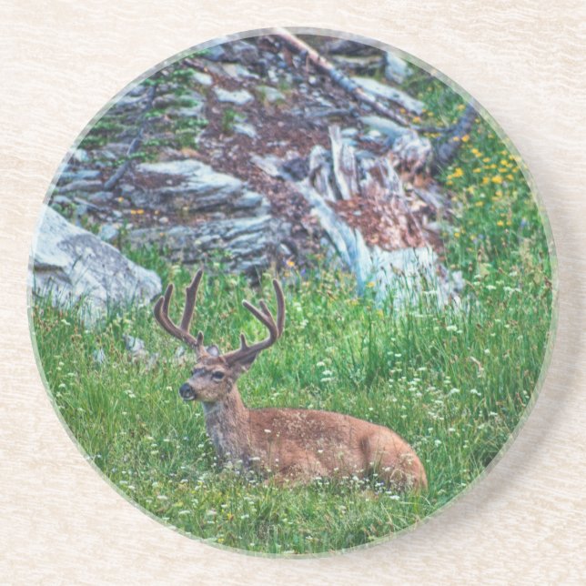 Bedded Buck Coaster (Front)