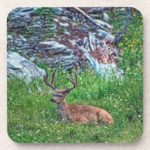 Bedded Buck Coaster