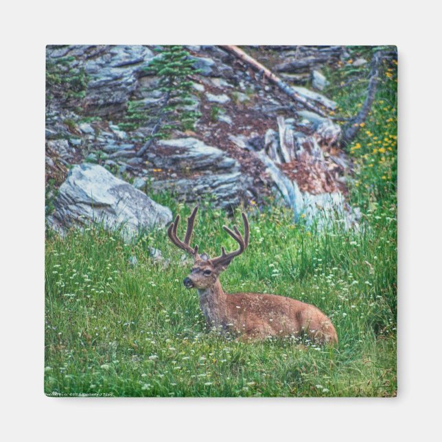 Bedded Buck Magnet (Front)