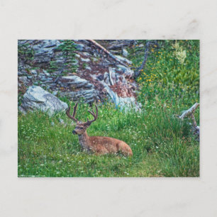 Bedded Buck Postcard