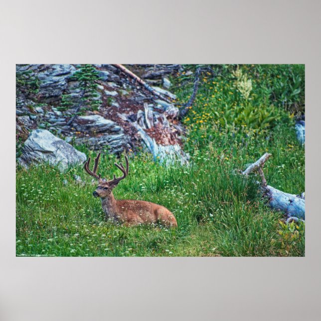 Bedded Buck Poster (Front)