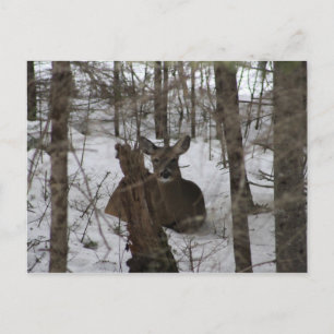 Bedded Down in Haynesville, Maine Postcard