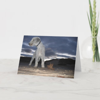 BEDDY ON THE BEACH CARD