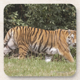 Bedfordshire, England 2 Coaster