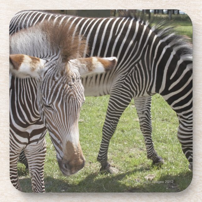 Bedfordshire, England Coaster (Front)