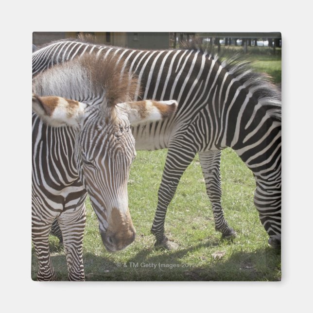 Bedfordshire, England Magnet (Front)