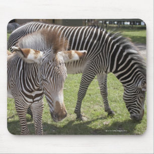 Bedfordshire, England Mouse Mat