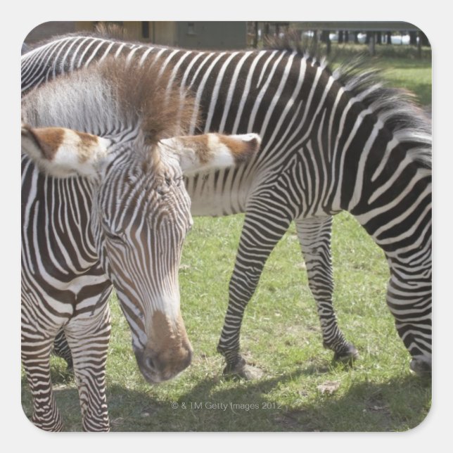 Bedfordshire, England Square Sticker (Front)