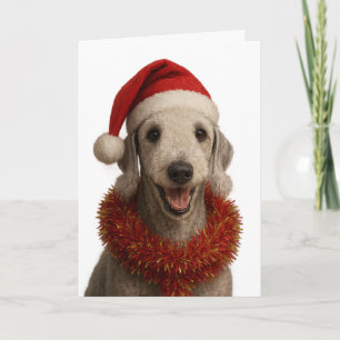 Bedlington Terrier in a Santa hat Christmas card